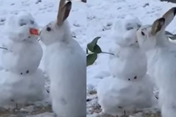 白兔經過雪人身邊　看到「胡蘿蔔鼻子」直接大口吃掉　網：雪寶變成佛地魔了
